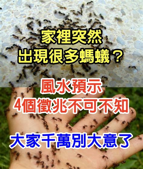 螞蟻穴風水|家裡門口螞蟻窩風水？這樣會影響運勢嗎？【家裡門口有螞蟻窩風。